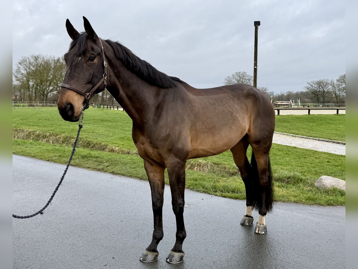 KWPN Wallach 9 Jahre 180 cm Brauner in Altenberge