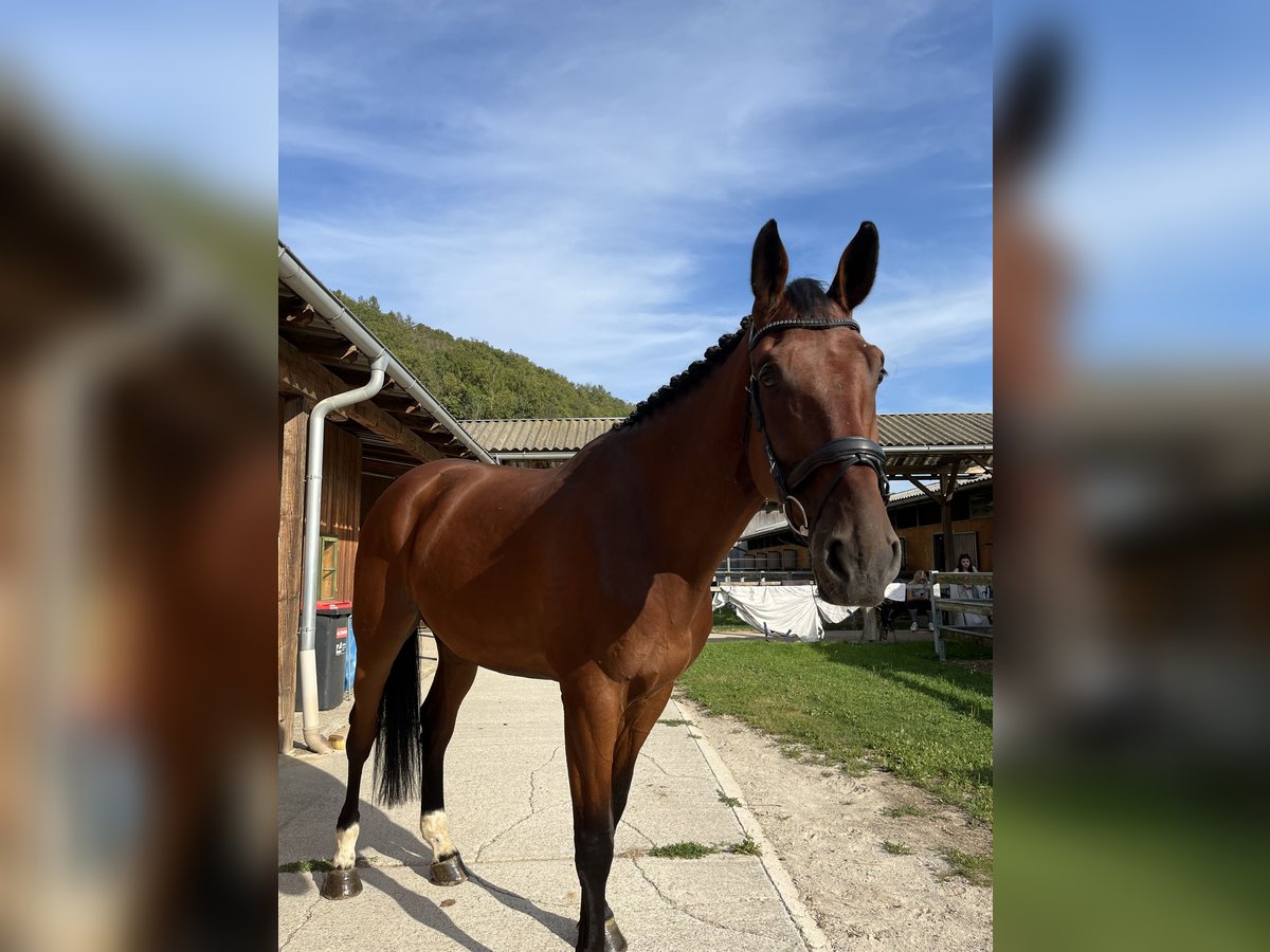 KWPN Wallach 9 Jahre 190 cm Brauner in Stattegg