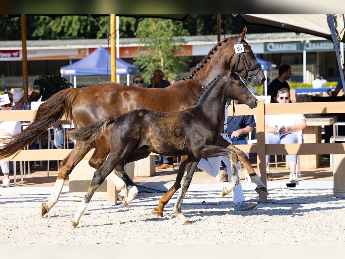KWPN Yegua 10 años 162 cm Alazán-tostado in Zuiderwoude