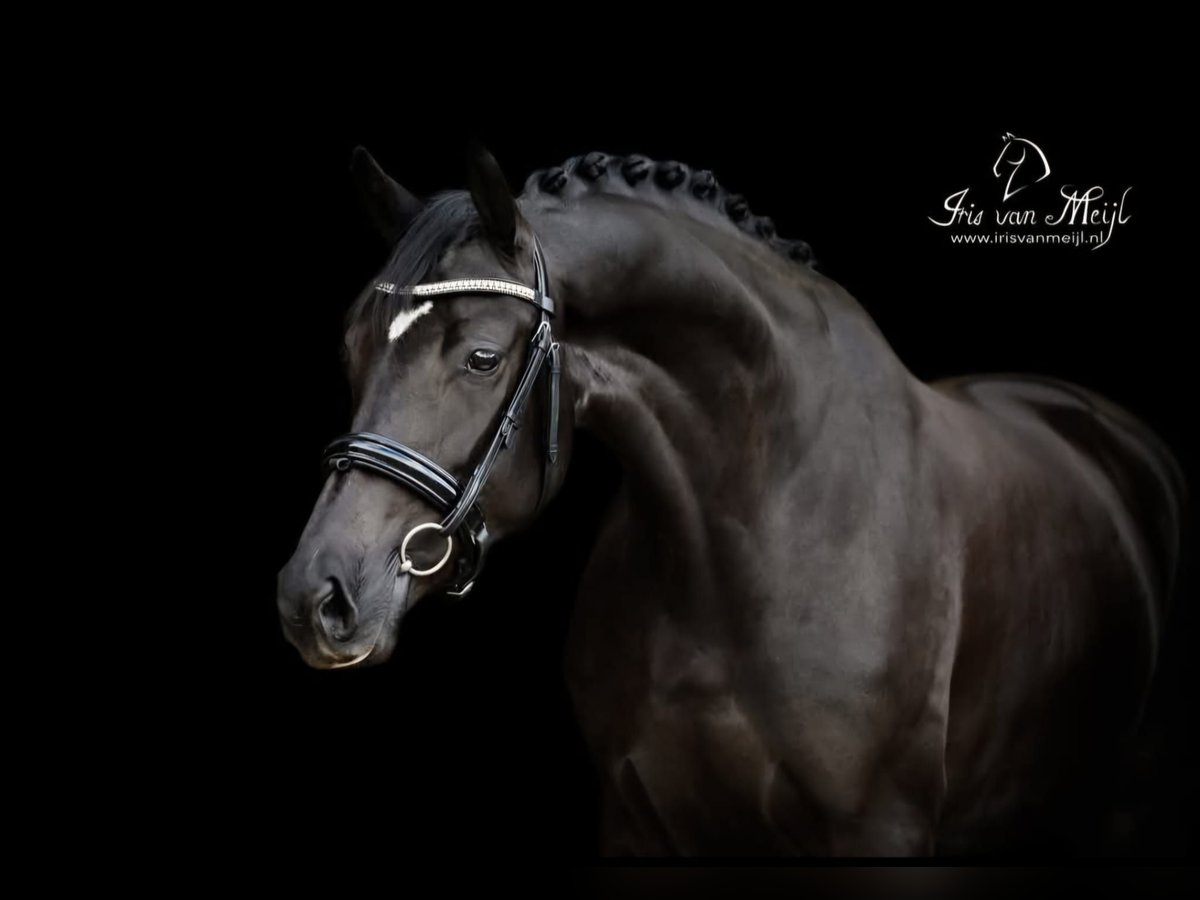 KWPN Yegua 10 años 168 cm Negro in Hilvarenbeek