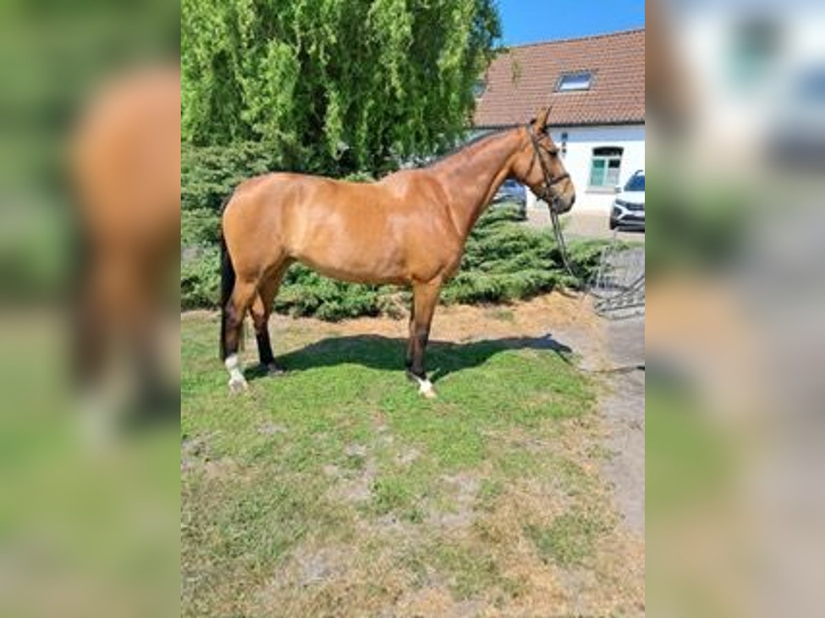 KWPN Yegua 13 años 174 cm Castaño in De Panne