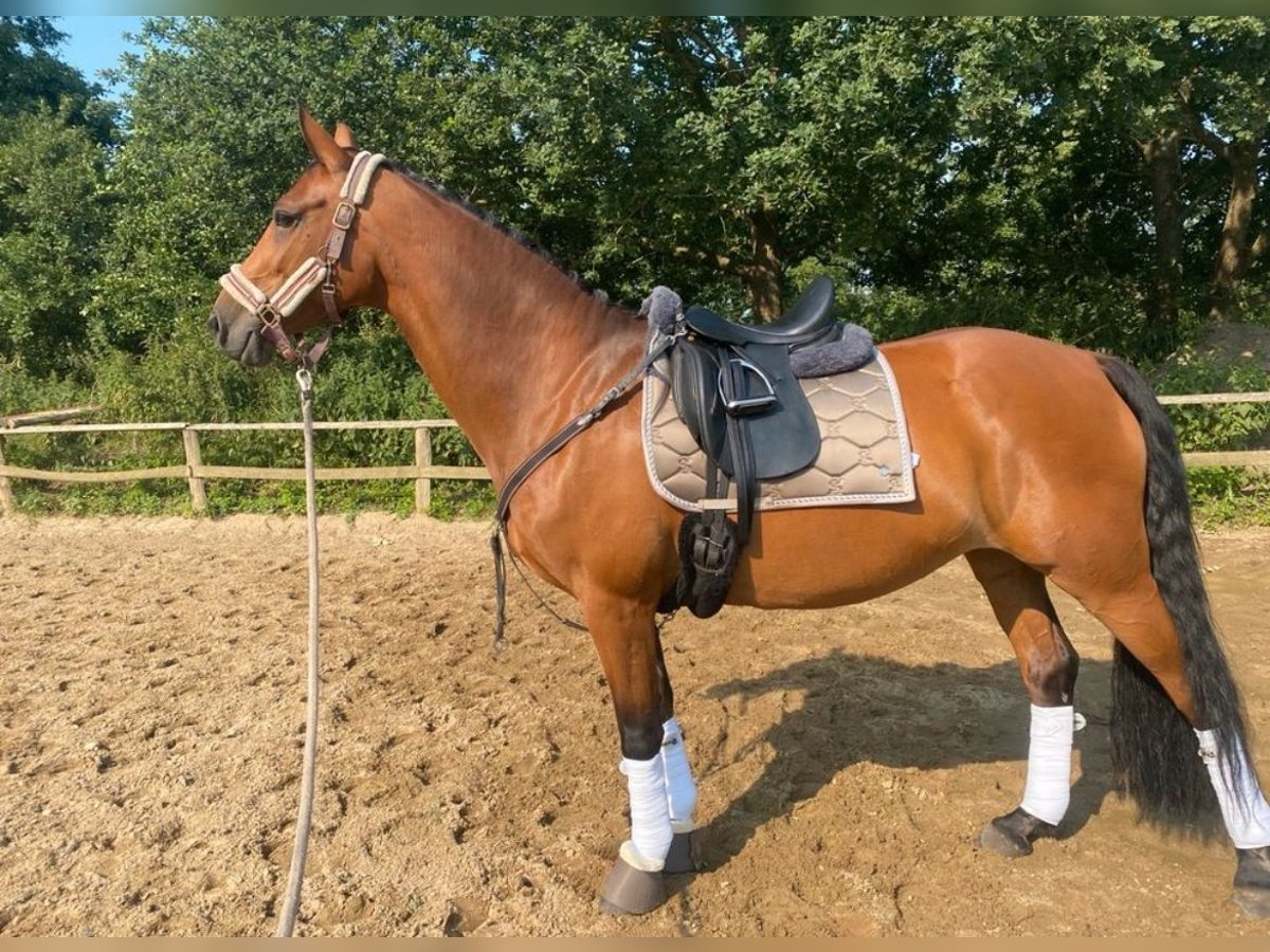 KWPN Yegua 14 años 164 cm Alazán in Sch&#xFC;lp bei Rendsburg