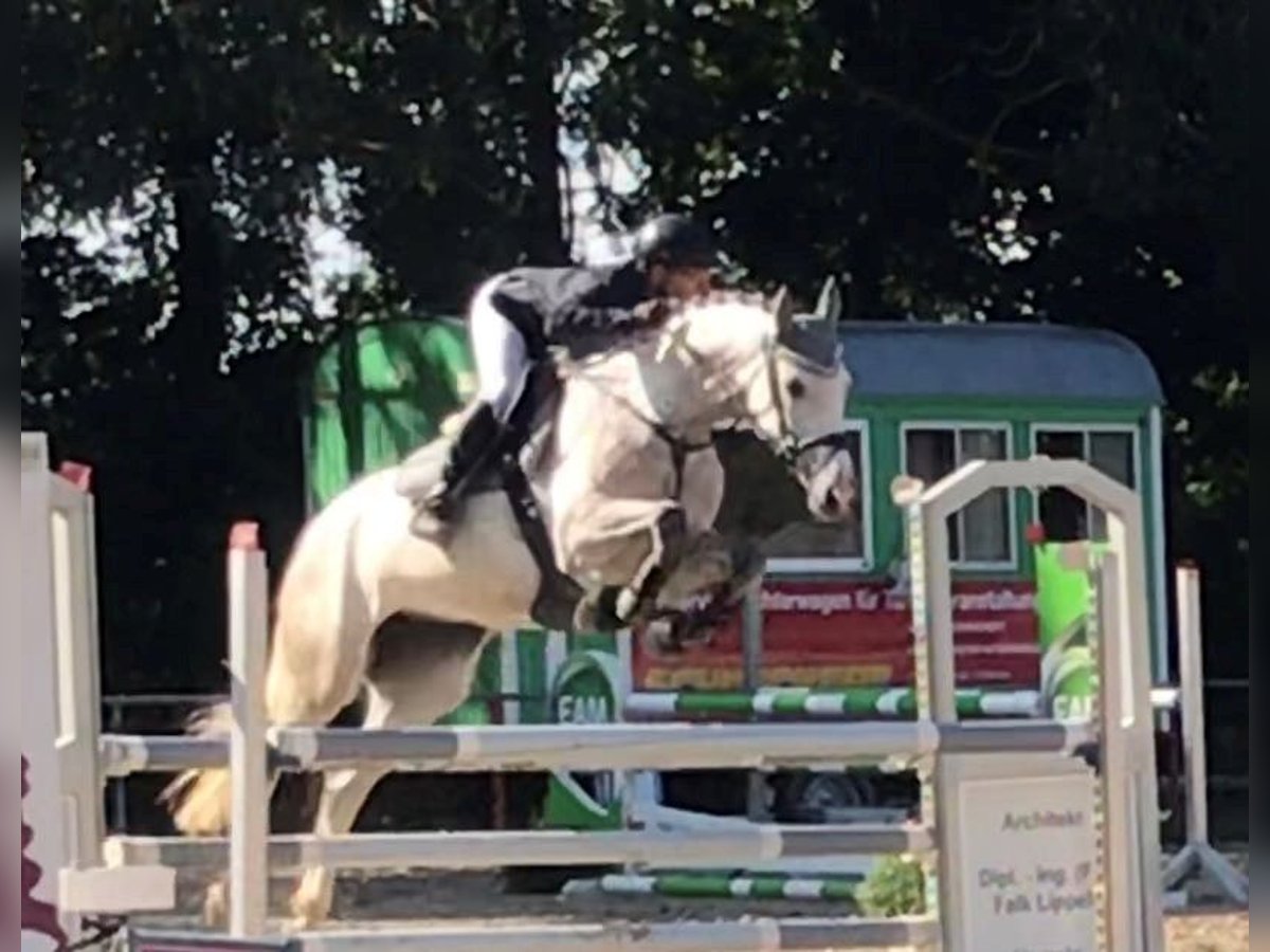 KWPN Yegua 14 años 168 cm Tordo in Gronau (Leine)