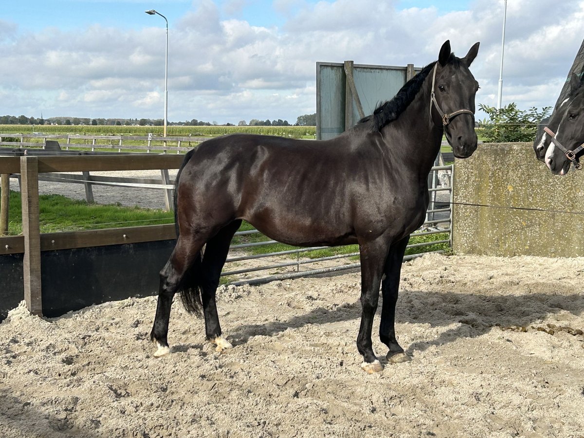 KWPN Yegua 14 años 173 cm Negro in Zevenhoven