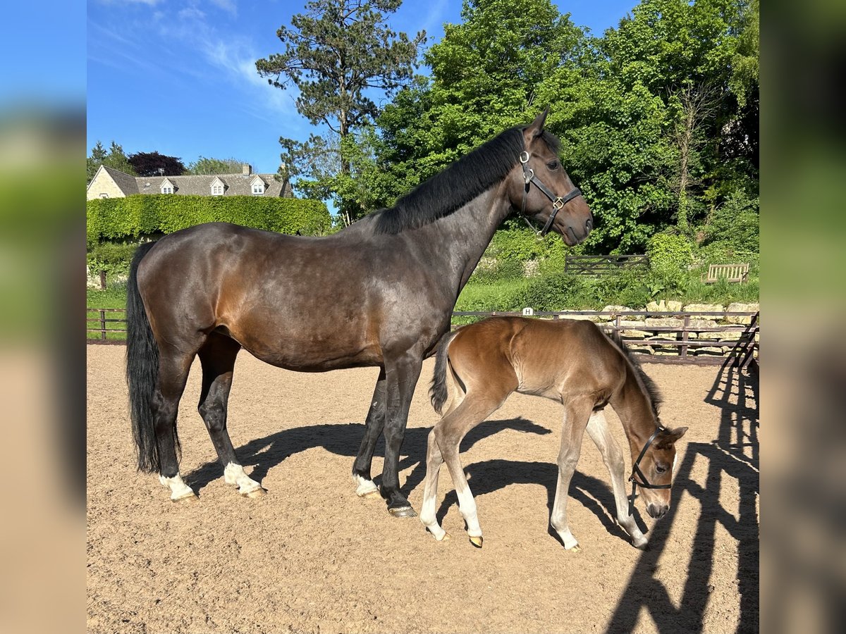 KWPN Yegua 17 años 163 cm Castaño rojizo in Gloucestershire