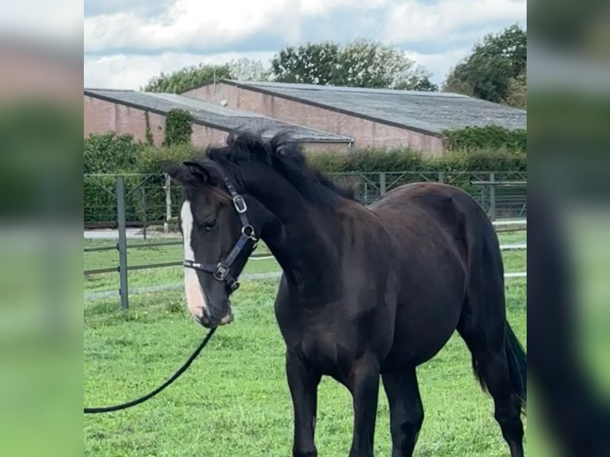 KWPN Yegua 1 año 170 cm Alazán-tostado in Maasbree