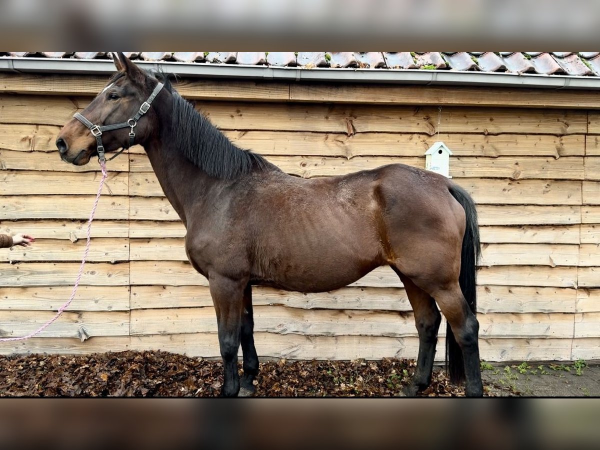 KWPN Yegua 20 años 175 cm Castaño in Barneveld