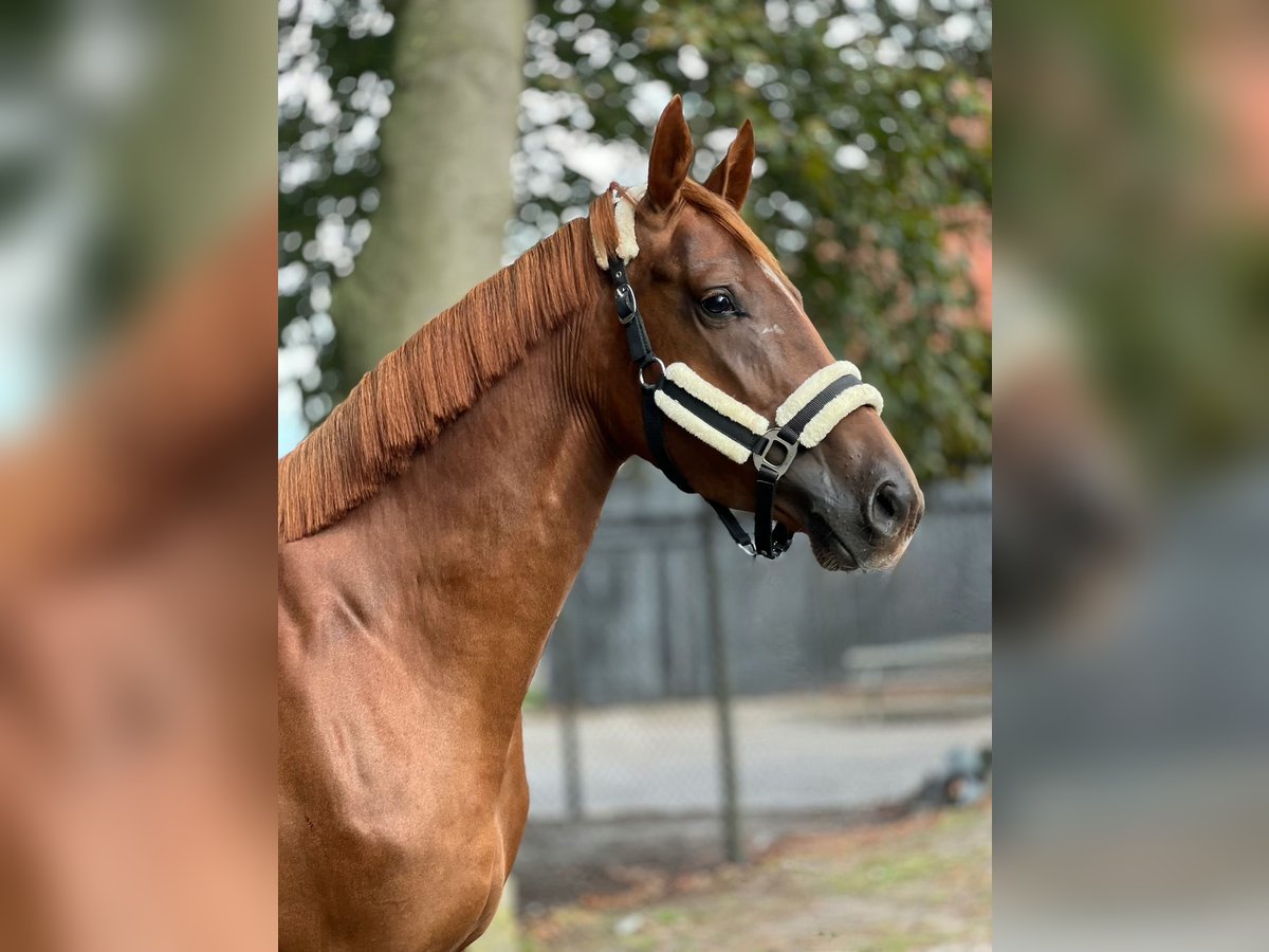 KWPN Yegua 3 años 167 cm Alazán-tostado in Almelo