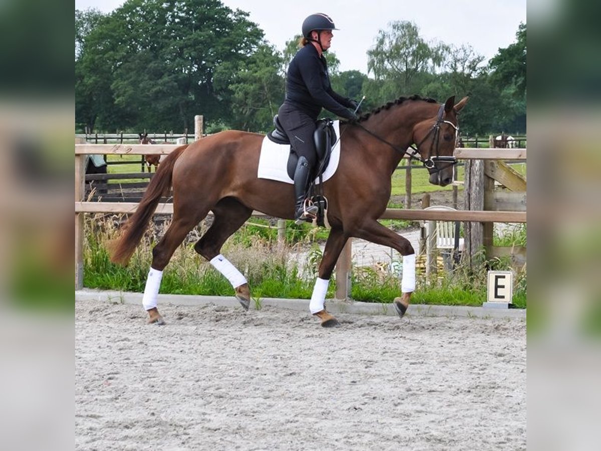 KWPN Yegua 3 años 176 cm Alazán-tostado in Prinsenbeek