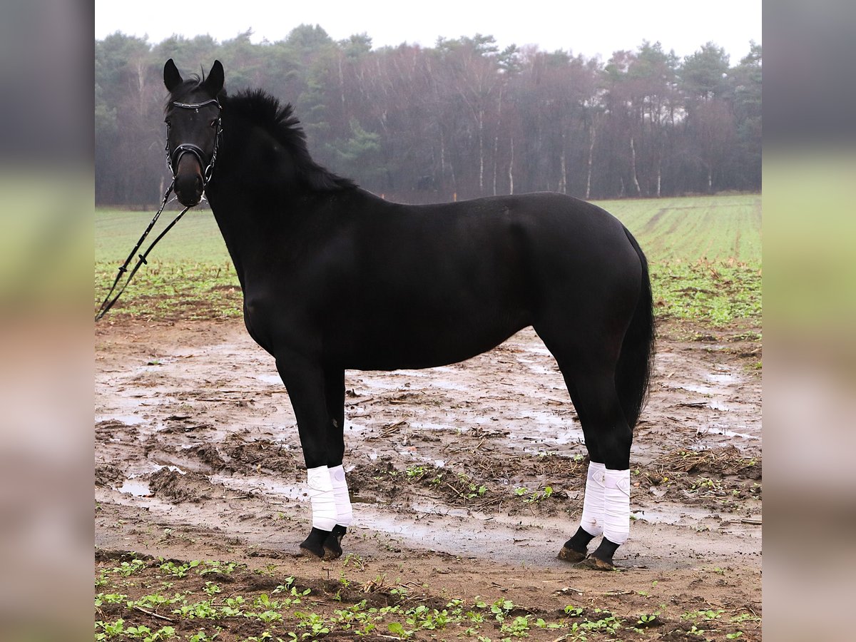 KWPN Yegua 4 años 158 cm Negro in uelsen