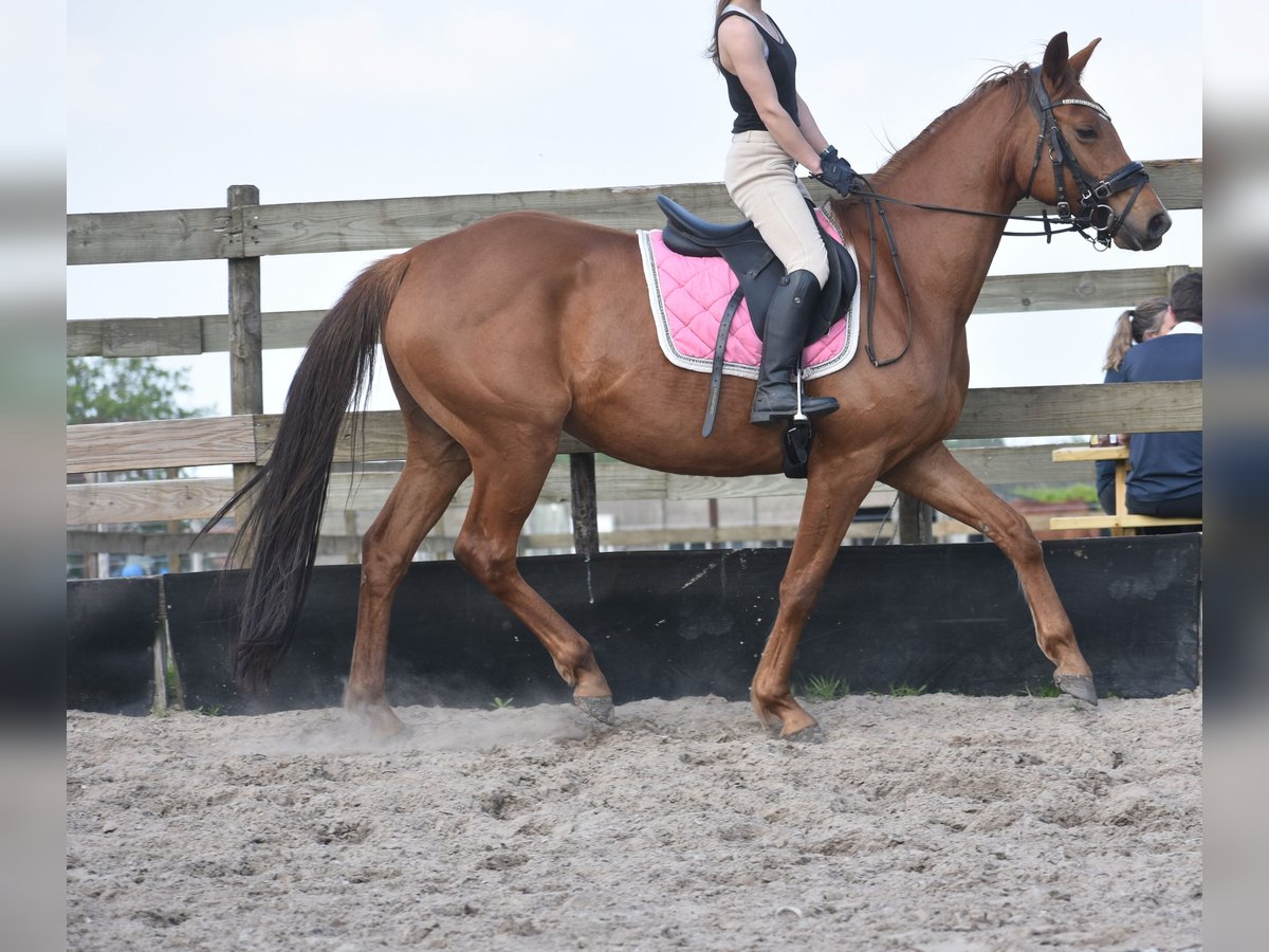 KWPN Yegua 4 años 166 cm Alazán in Achtmaal