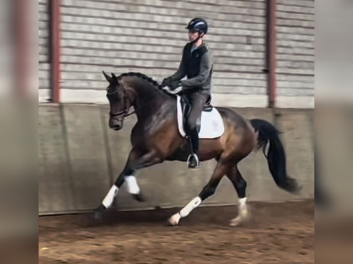 KWPN Yegua 4 años 167 cm Castaño in Ommel