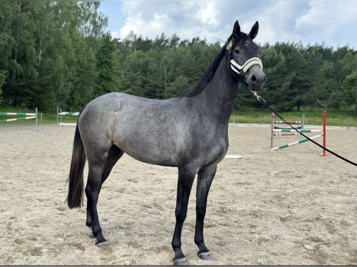 KWPN Yegua 4 años 170 cm Tordo in Głoska