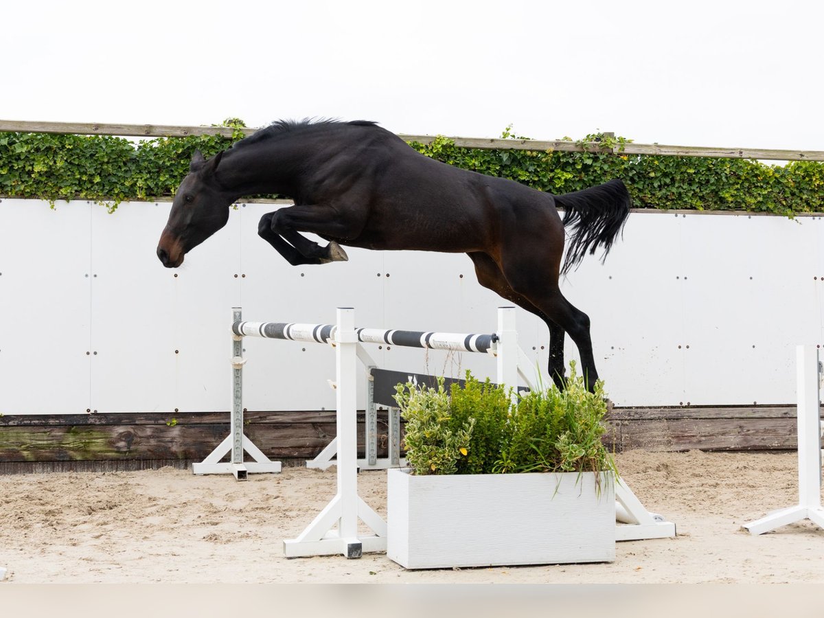 KWPN Yegua 4 años 172 cm Castaño oscuro in Waddinxveen