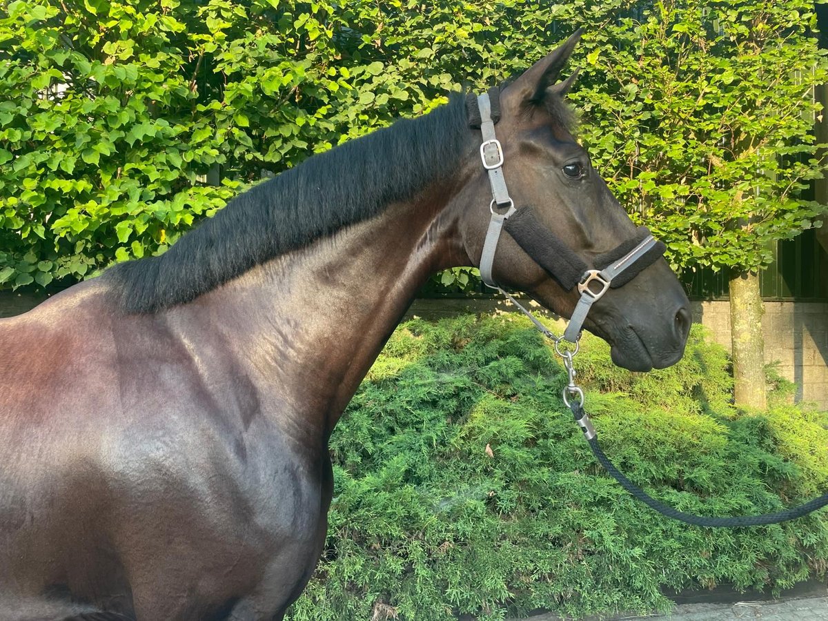 KWPN Yegua 4 años 174 cm Castaño oscuro in Someren