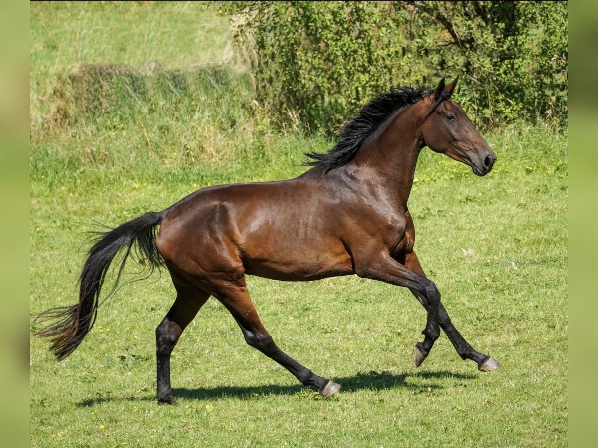 KWPN Yegua 4 años 180 cm Castaño in Nideggen
