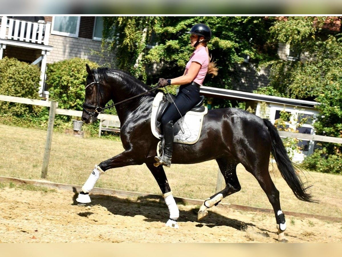 KWPN Yegua 5 años 166 cm Negro in Neuss