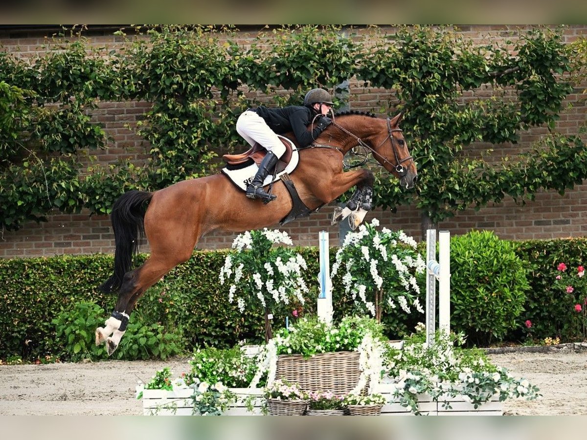 KWPN Yegua 5 años 167 cm Castaño in Bladel