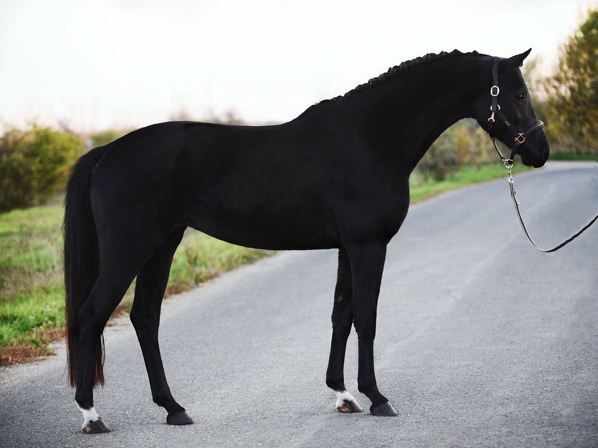 KWPN Yegua 5 años 168 cm Negro in Bekesszentandras