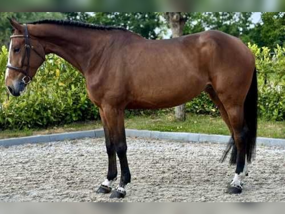KWPN Yegua 5 años 172 cm Castaño in Bladel