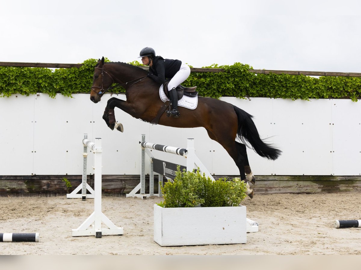 KWPN Yegua 5 años 172 cm Castaño oscuro in Waddinxveen