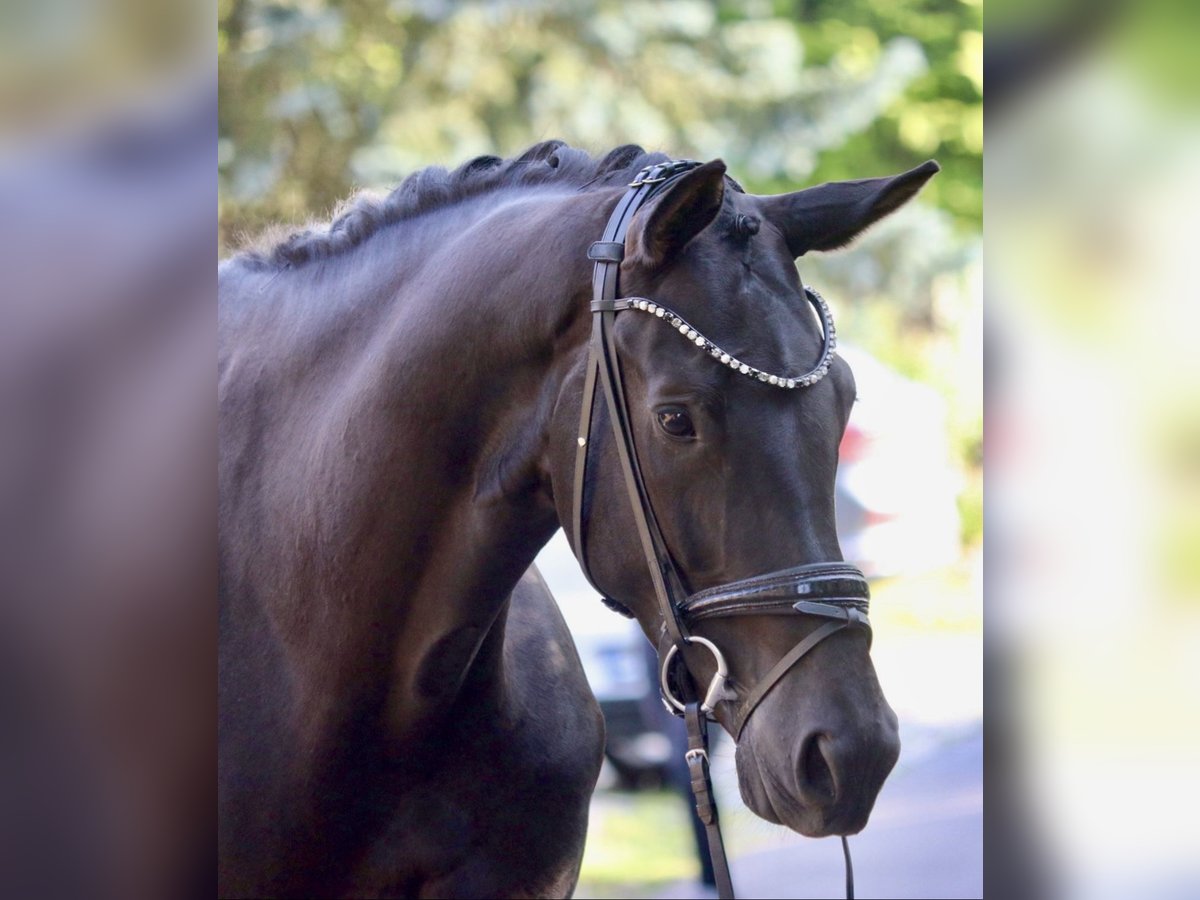 KWPN Yegua 5 años 172 cm Negro in Erftstadt