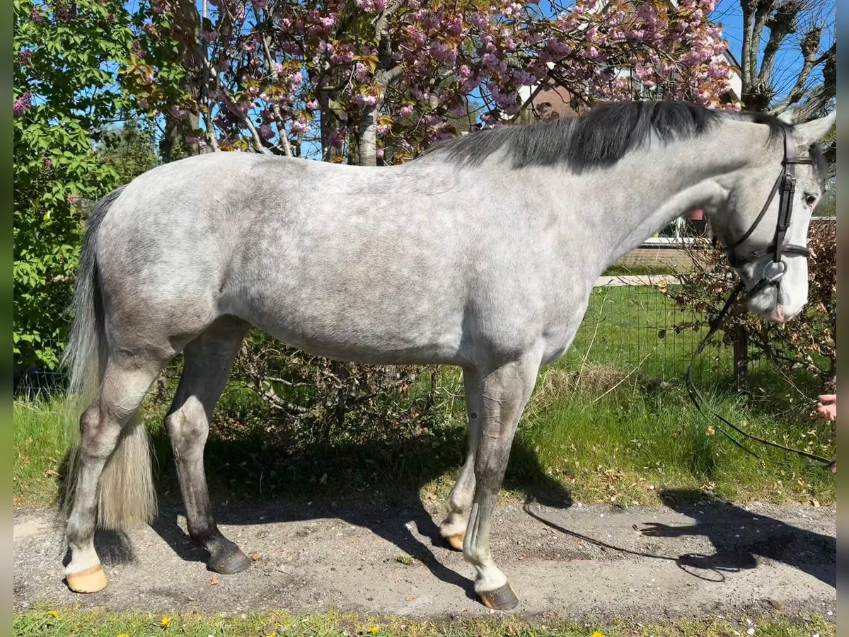 KWPN Yegua 6 años 162 cm Tordo in Gorredijk
