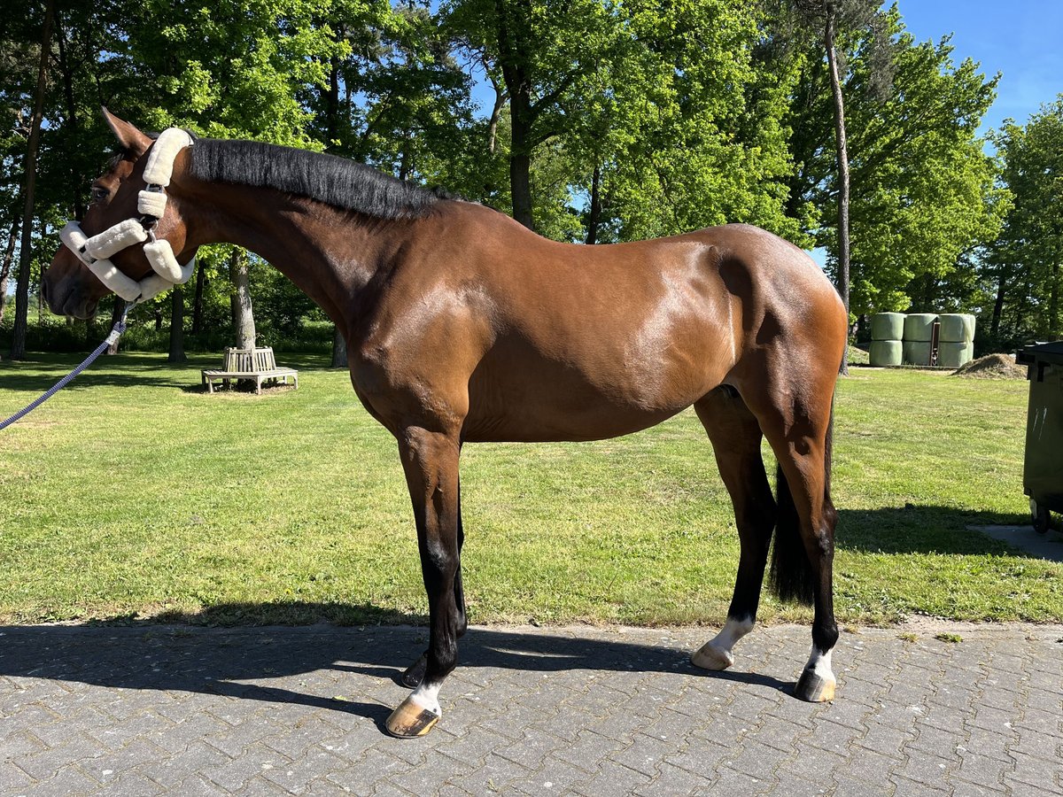 KWPN Yegua 6 años 167 cm Castaño in GROTE BROGEL