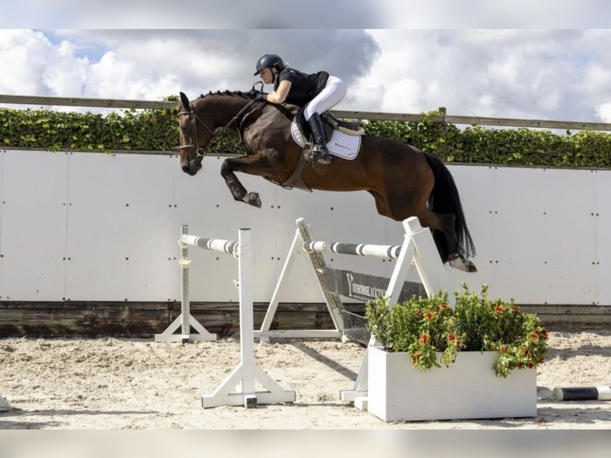 KWPN Yegua 6 años 173 cm Castaño rojizo in Zielona G&#xF3;ra