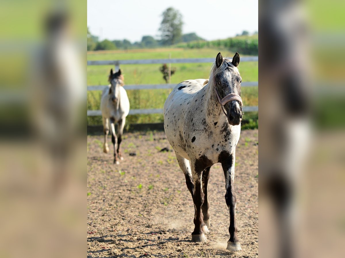 KWPN Yegua 7 años 170 cm Alazán-tostado in radziej&#xF3;w