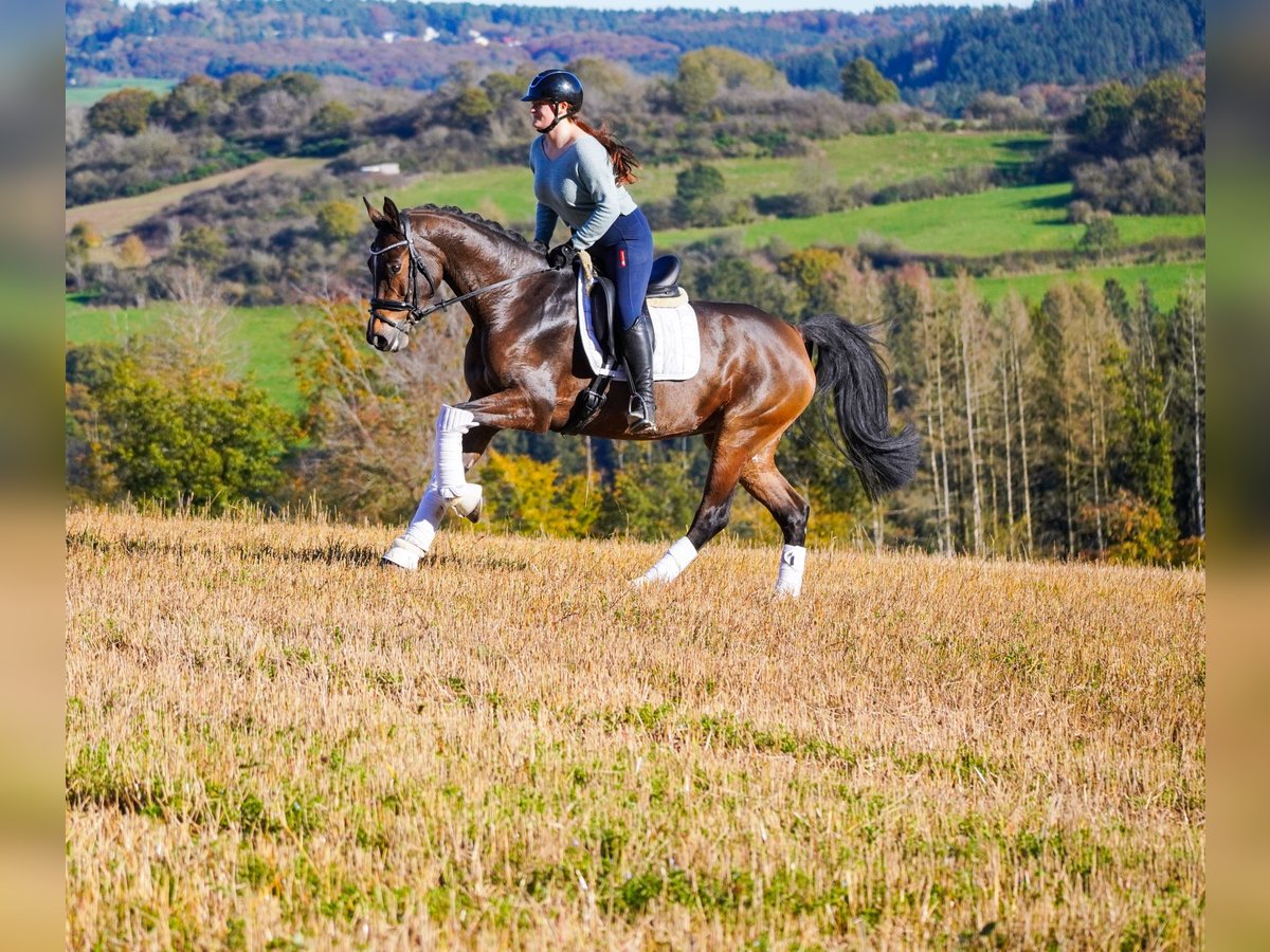 KWPN Yegua 8 años 165 cm Castaño oscuro in Nettersheim