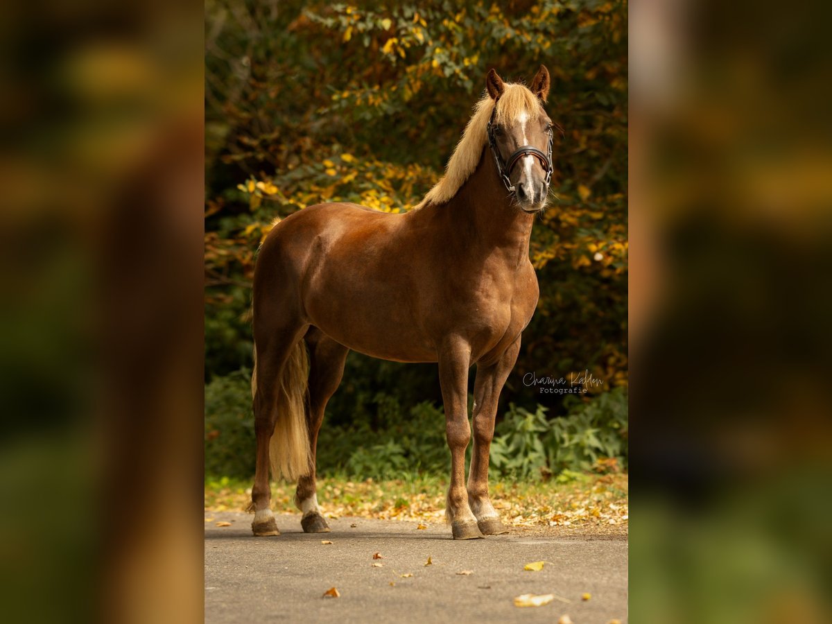 KWPN Mestizo Yegua 9 años 136 cm Alazán-tostado in Roosendaal