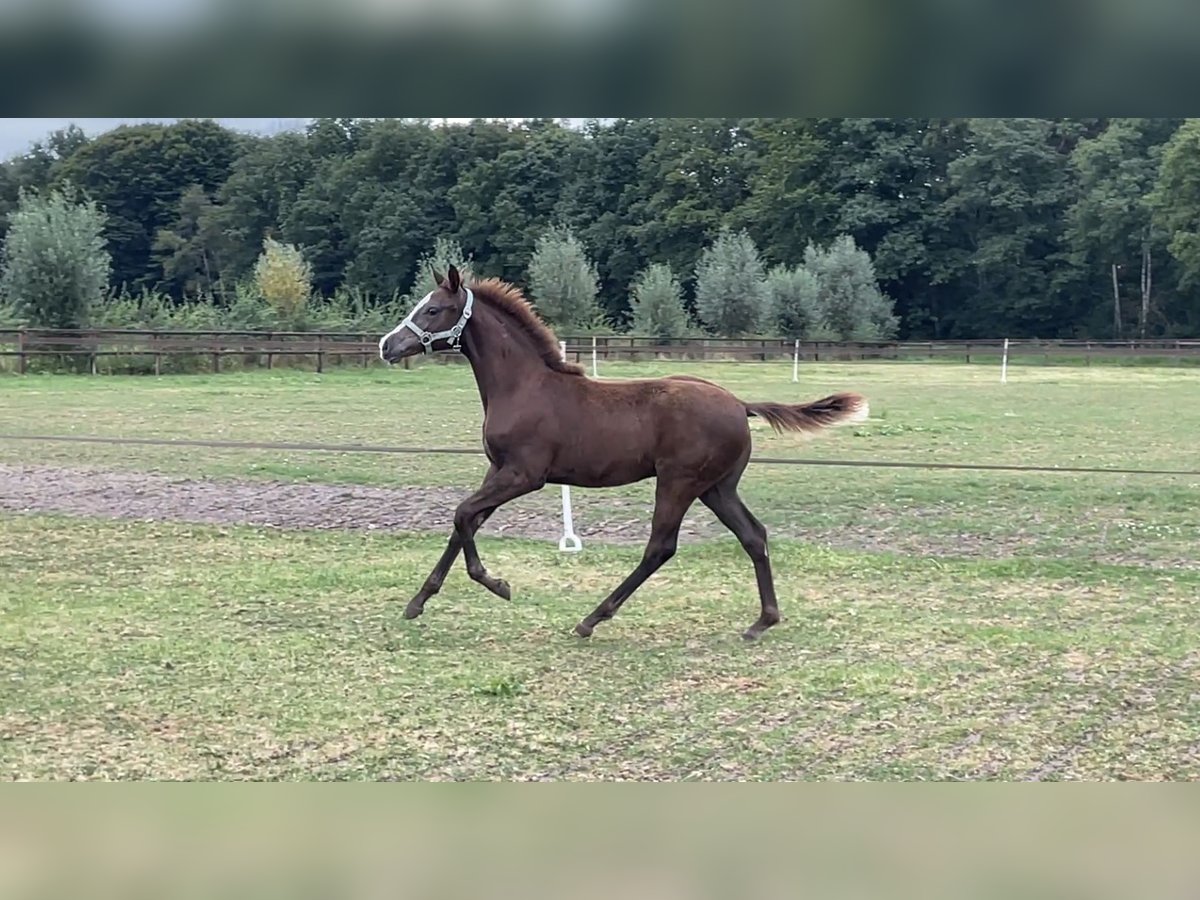 KWPN Yegua Potro (04/2025) 165 cm Alazán-tostado in Neede