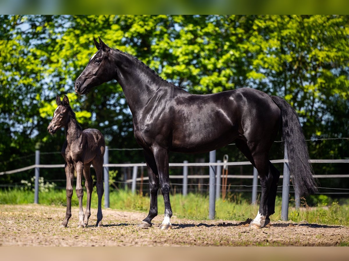 KWPN Yegua  Negro in Evertsoord