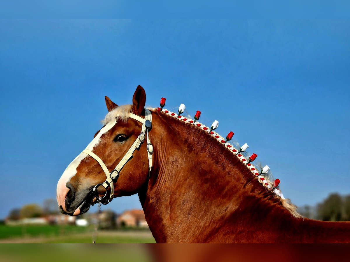 L-Valley Prince Piper Vlaams paard Hengst Fuchs in Komen