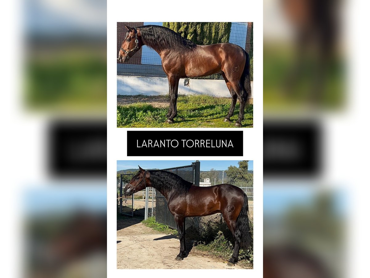 LARANTO TORRELUNA PRE Hengst Dunkelbrauner in Andujar