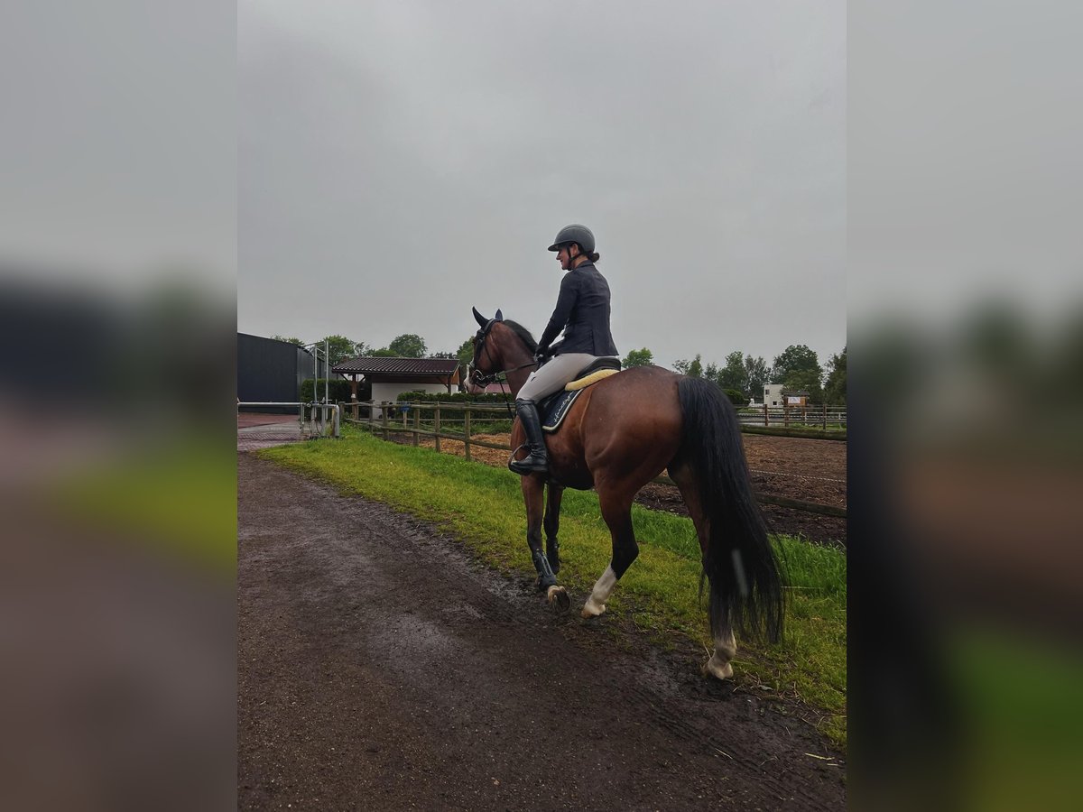 Latvian Warmblood Gelding 11 years 16,1 hh Brown in Sucha Koszalińska