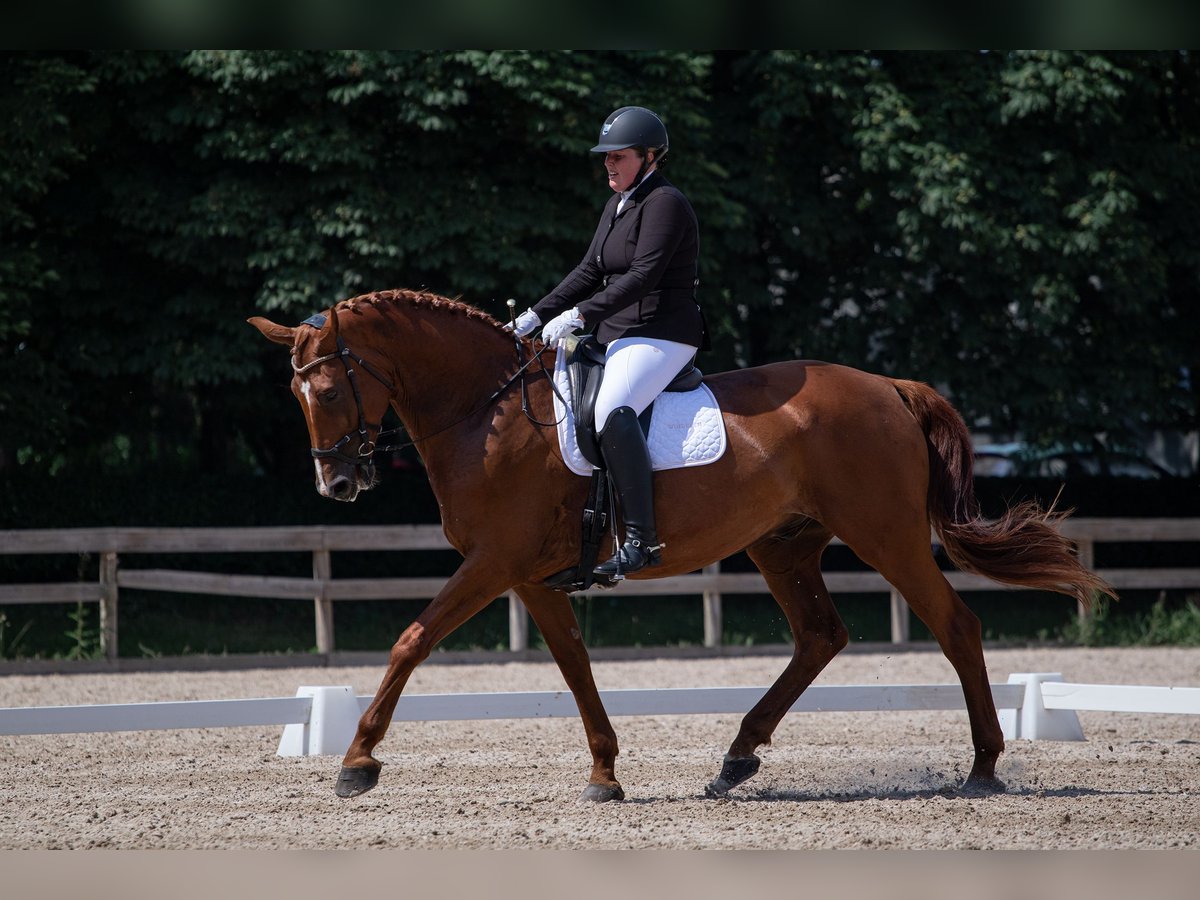 Latvian Warmblood Gelding 12 years 17,2 hh Chestnut in Jelgava