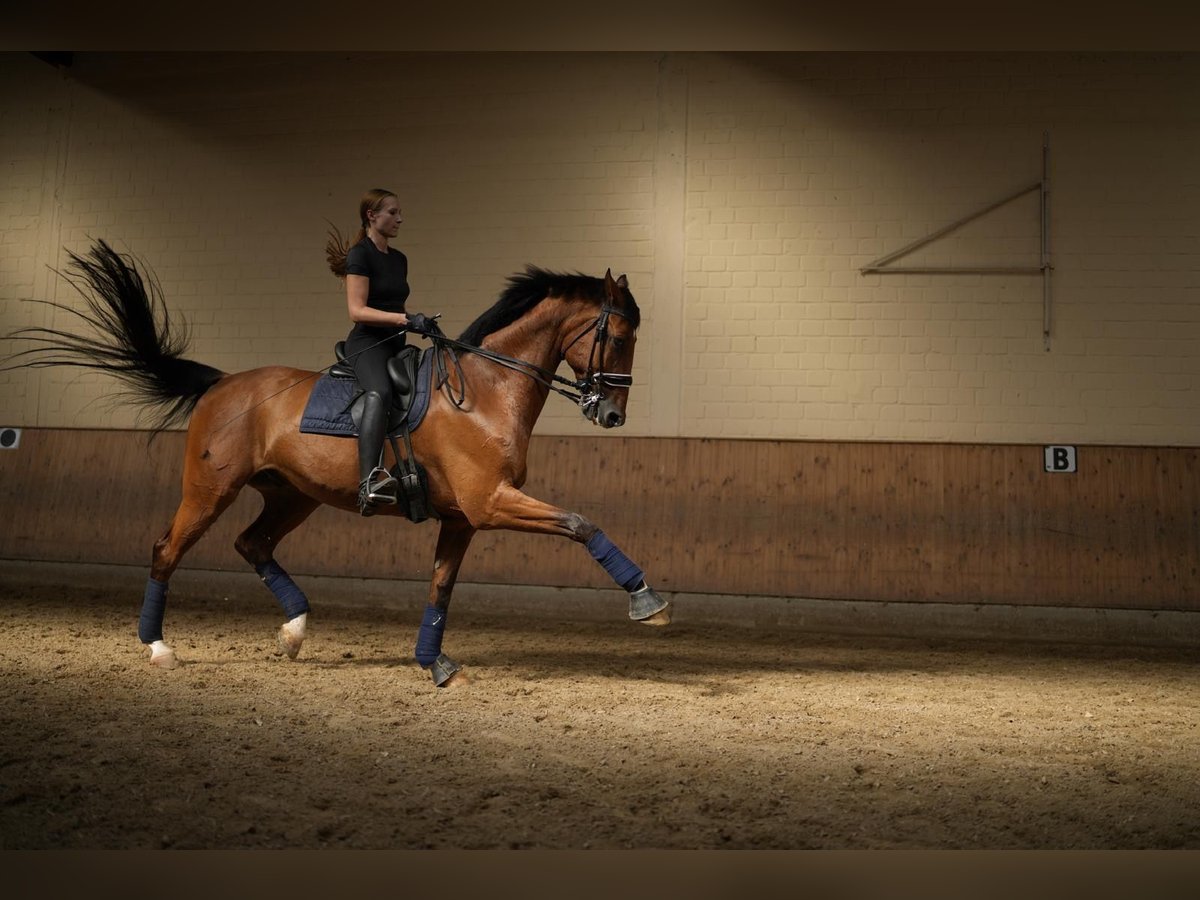 Latvian Warmblood Gelding 14 years 17 hh Brown-Light in Neuss