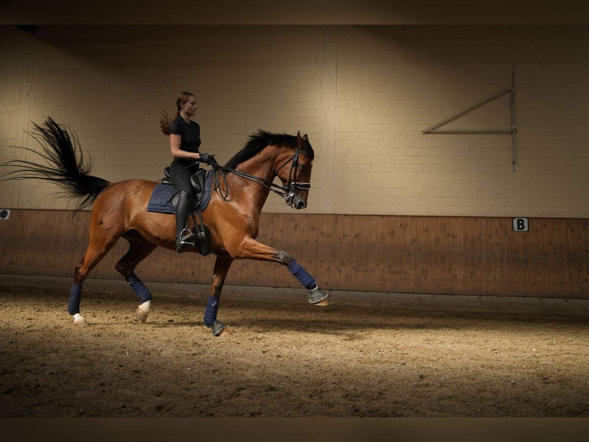 Latvian Warmblood Gelding 15 years 17 hh Brown-Light in Neuss