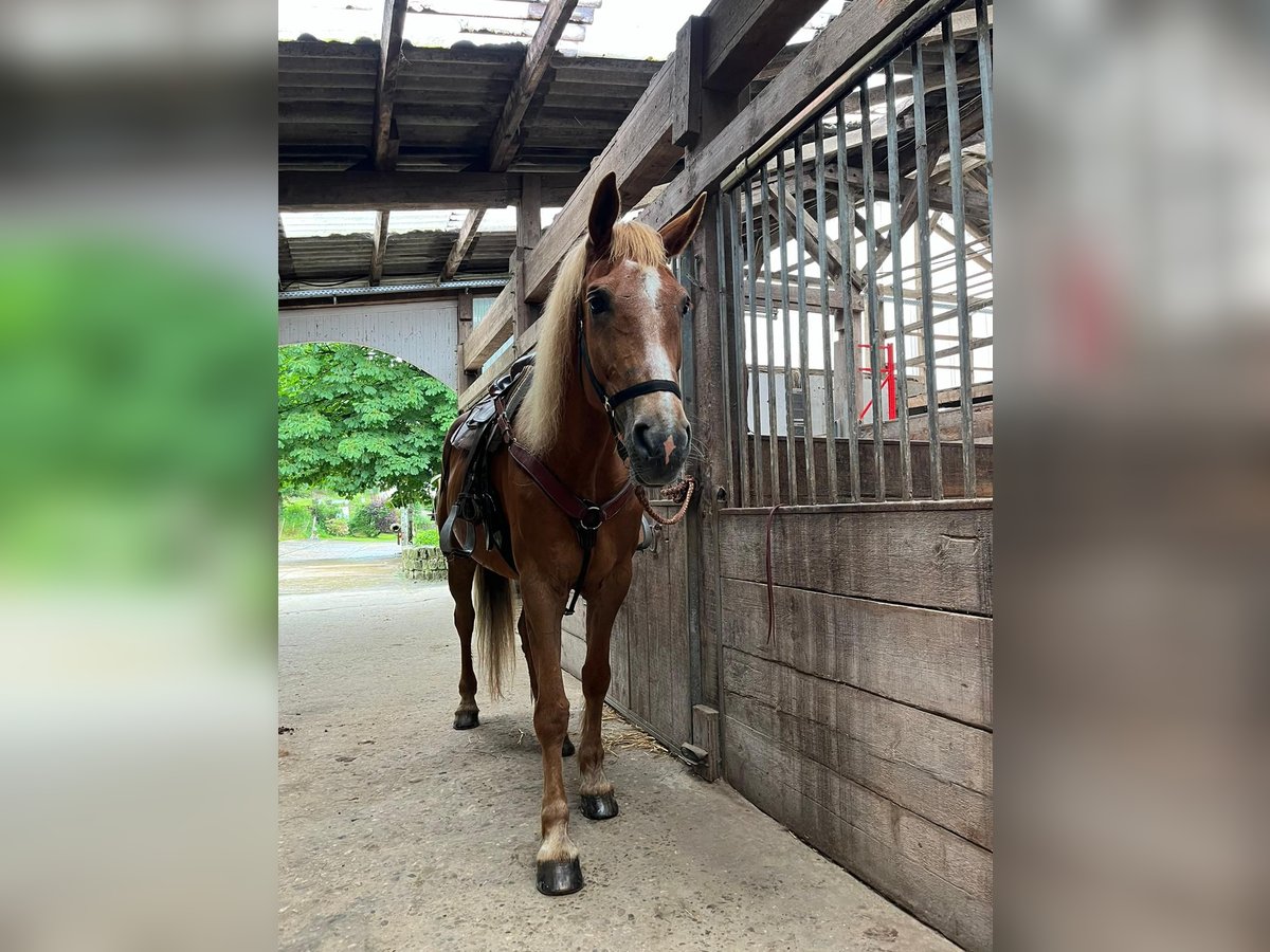 Latvian Warmblood Gelding 16 years 17 hh Chestnut-Red in Friesenhagen