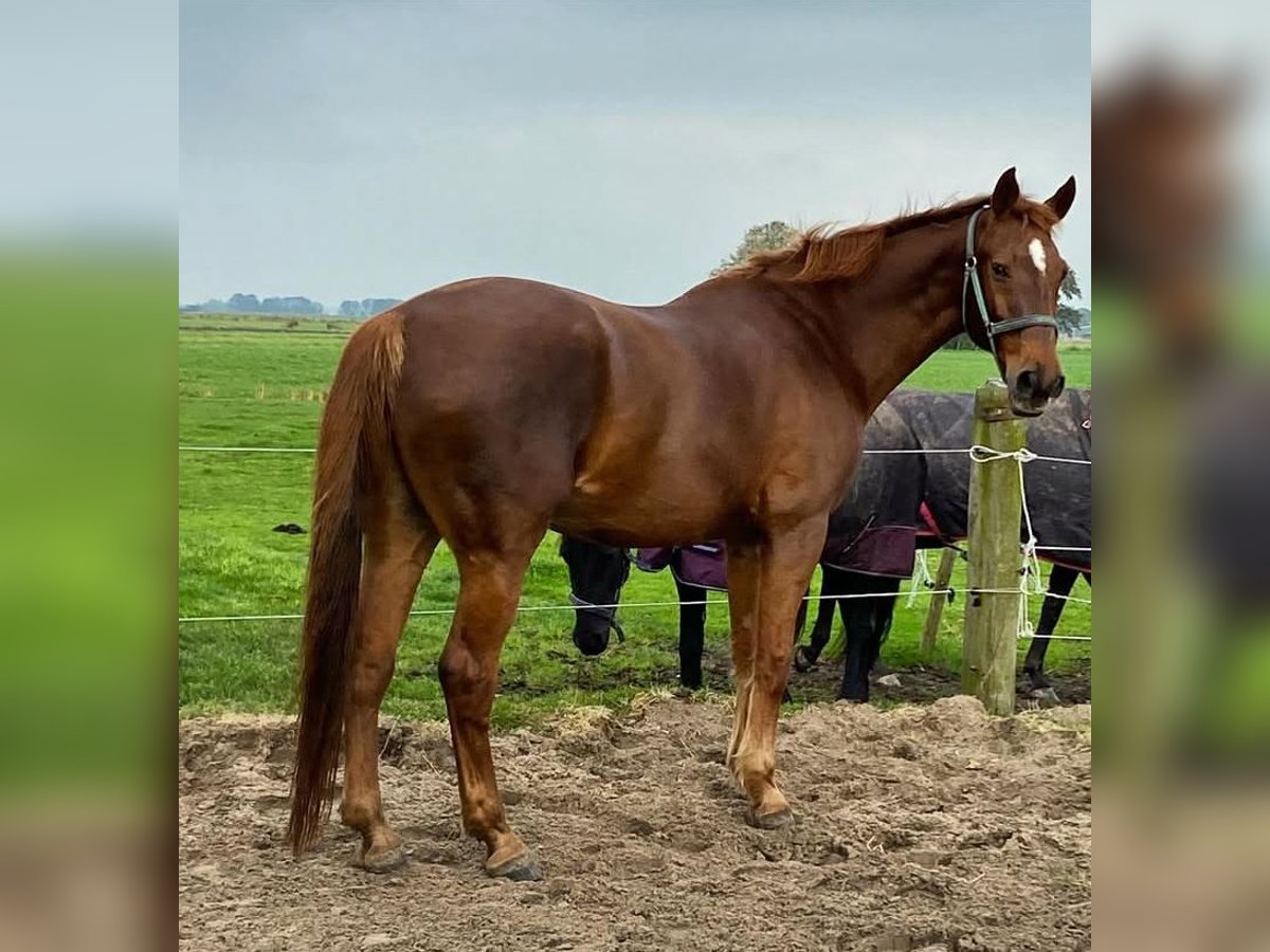 Latvian Warmblood Gelding 21 years 17 hh Brown in Leeuwarden