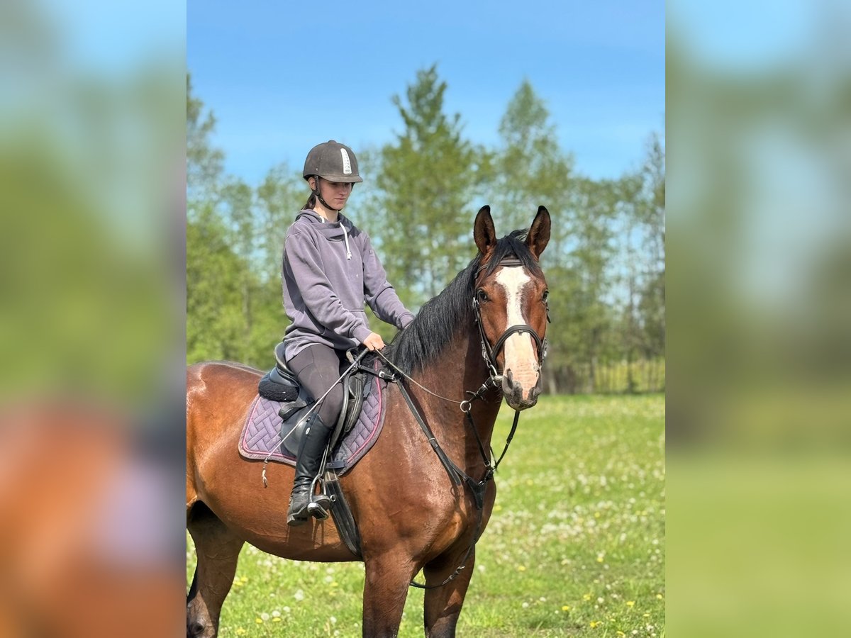 Latvian Warmblood Gelding 4 years 16,2 hh Bay in Ropazi