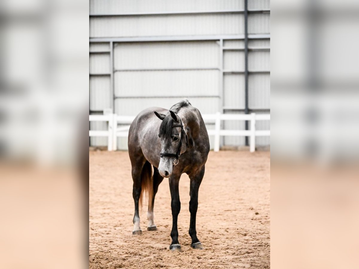 Latvian Warmblood Gelding 5 years 16 hh Gray in Ogre