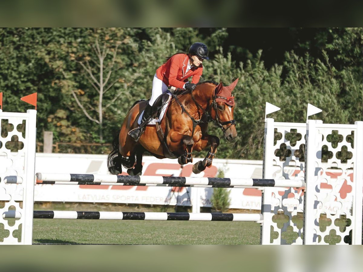 Latvian Warmblood Gelding 5 years 16,1 hh Bay in Sigulda