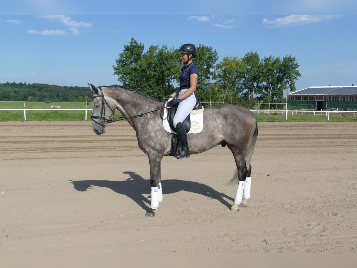 Latvian Warmblood Gelding 7 years 16,1 hh Grey in Ganschow