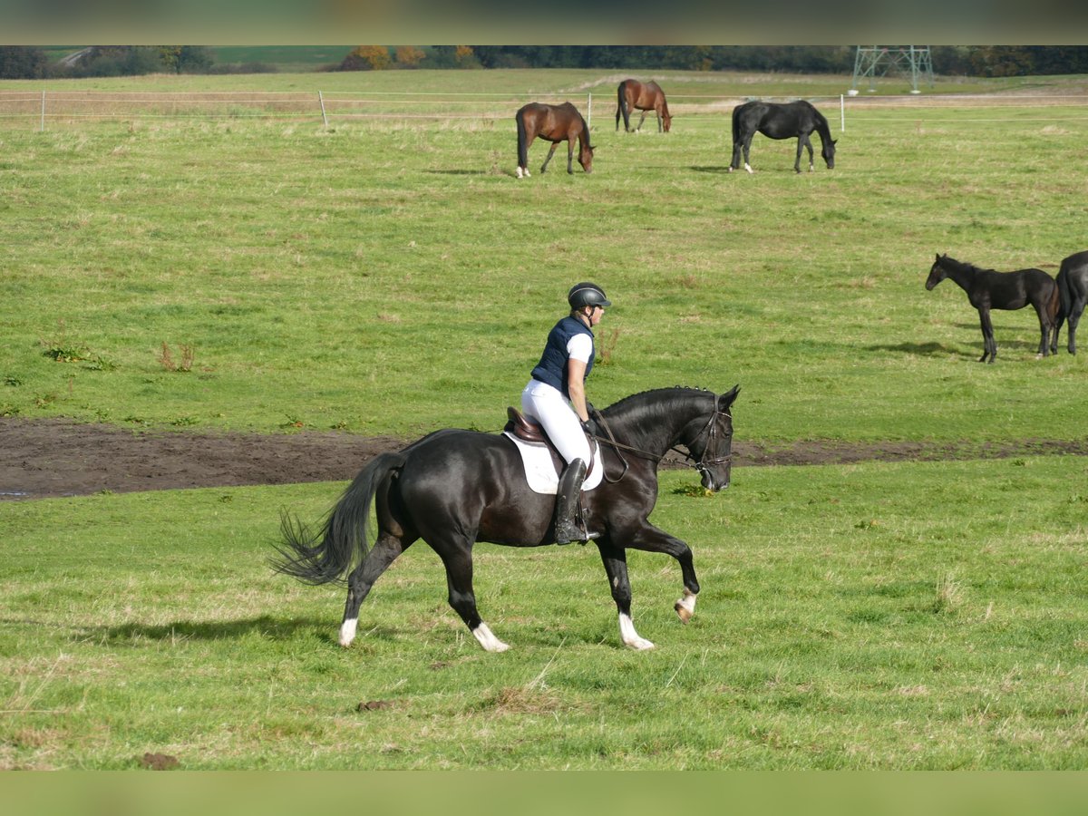 Latvian Warmblood Gelding 7 years 17,1 hh Black in Ganschow