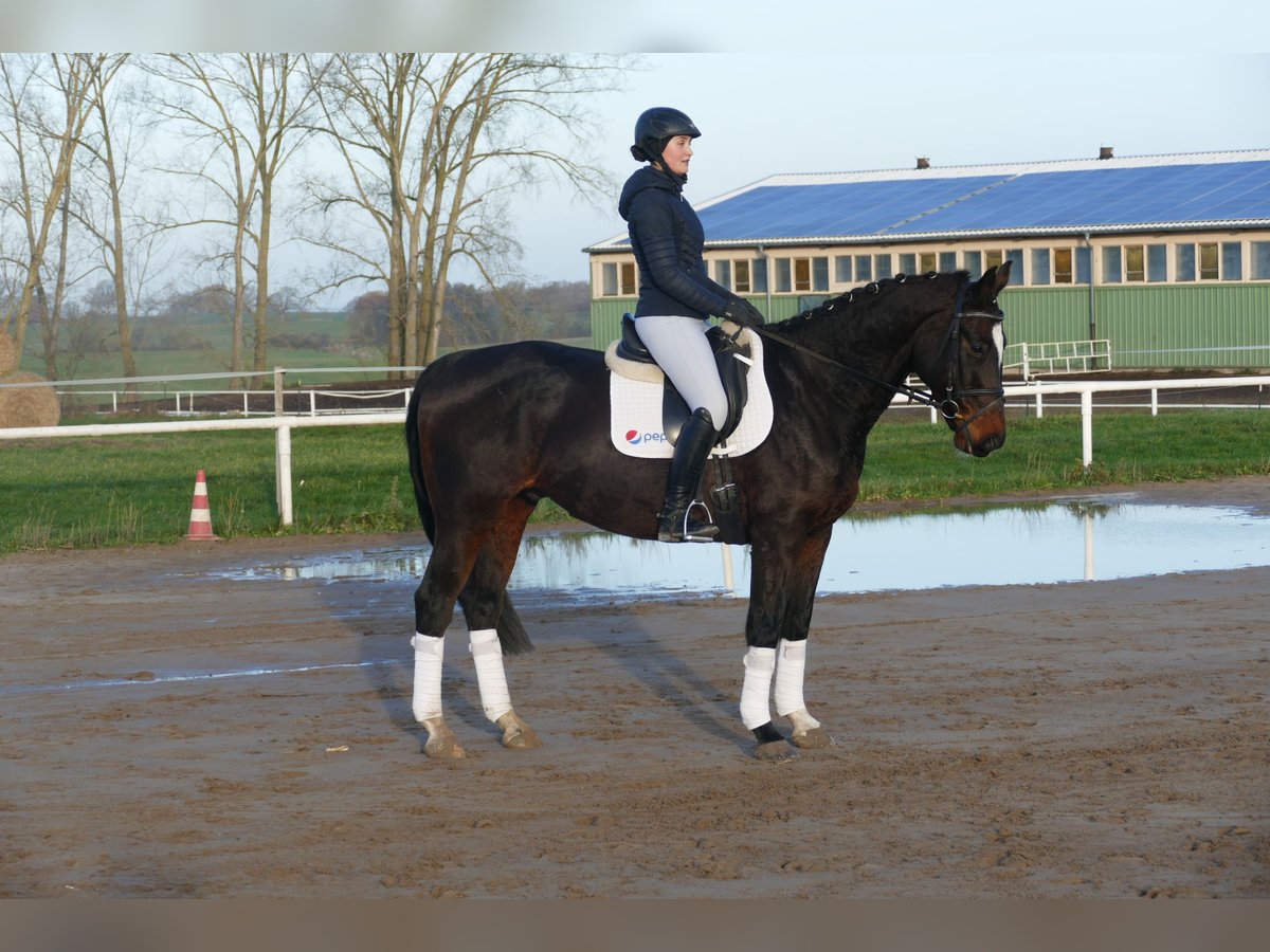 Latvian Warmblood Gelding 9 years 16,1 hh Bay-Dark in Ganschow