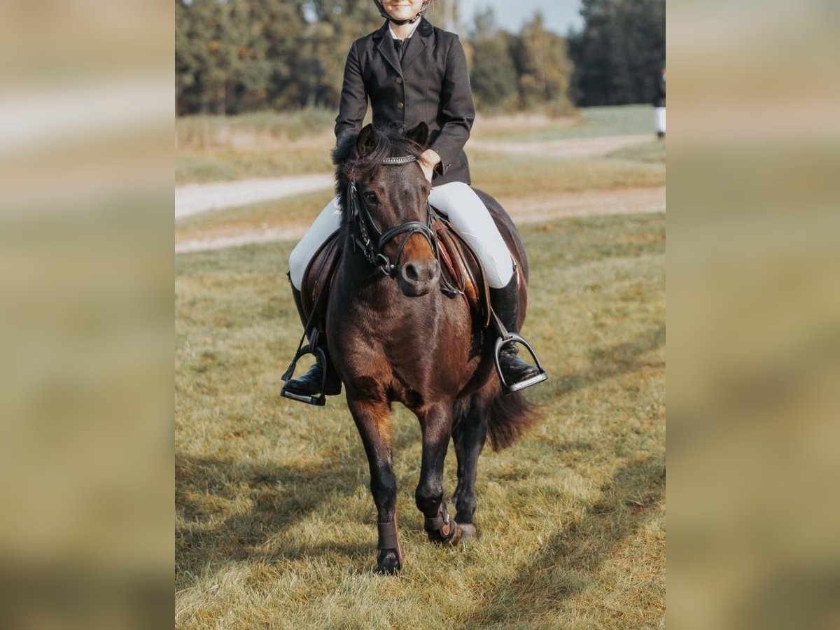 Latvian Warmblood Mix Mare 10 years 10,2 hh Bay-Dark in Kekava