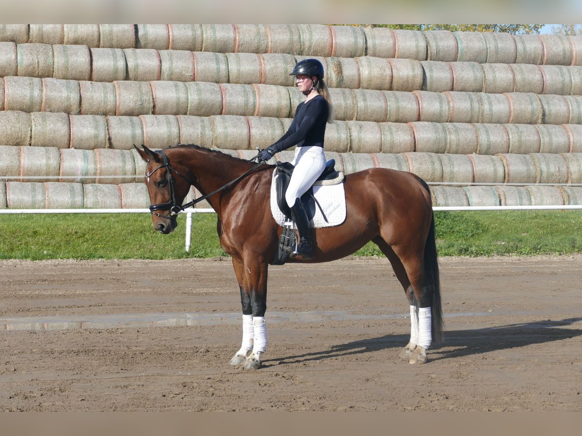 Latvian Warmblood Mare 10 years 16,1 hh Brown in Ganschow